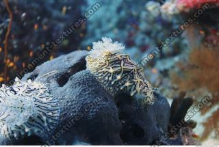 Photo Reference of Coral Sudan Undersea 0006